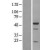 Western Blot: BAG5 Lysate [NBL1-07903] - Western Blot experiments. 
Left-Control; Right -Over-expression Lysate for BAG5